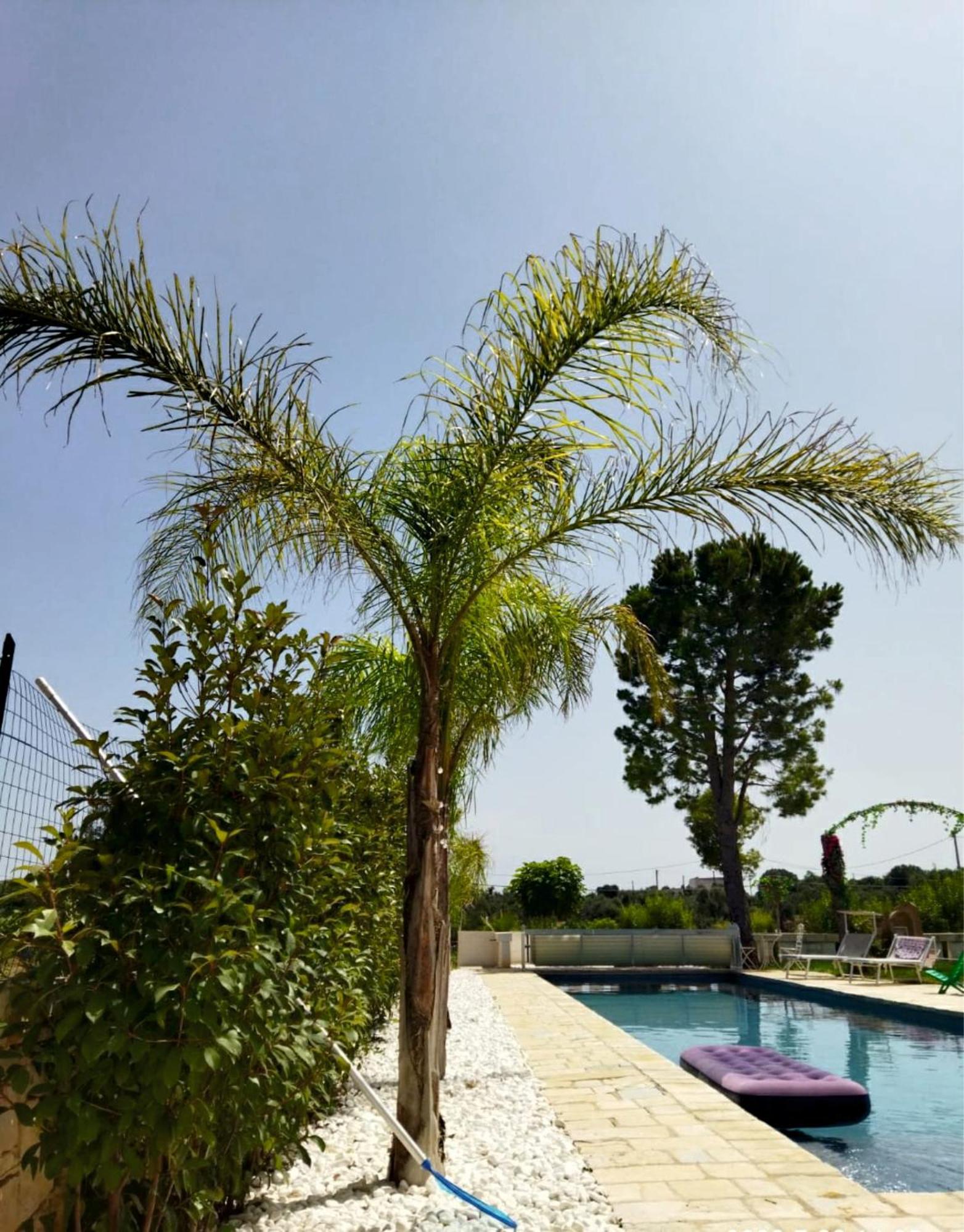 Villa Brachychiton Ostuni Bagian luar foto